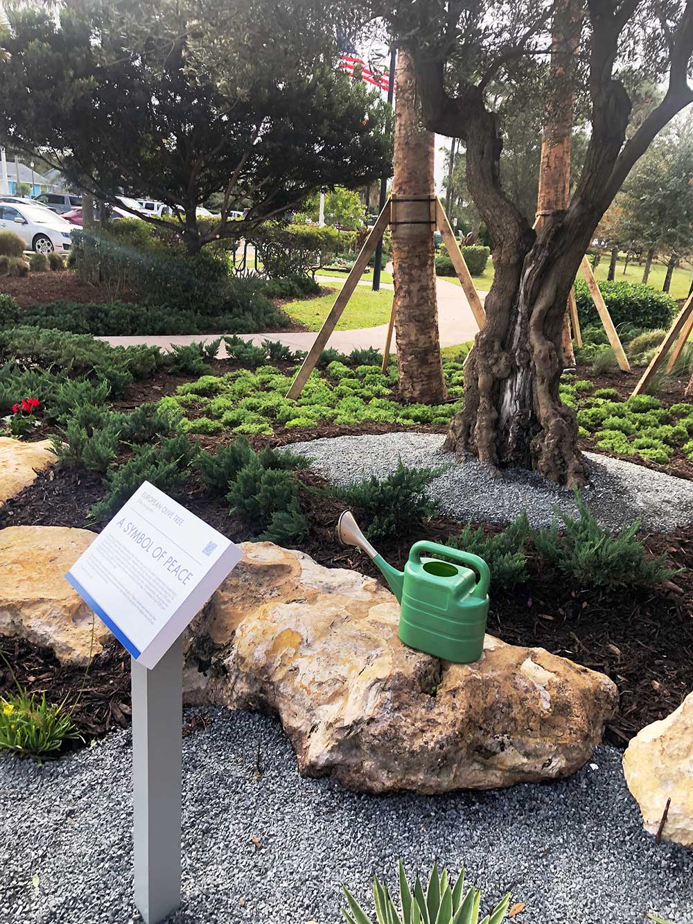 GL Homes Donates Olive Tree to PSL Botanical Gardens